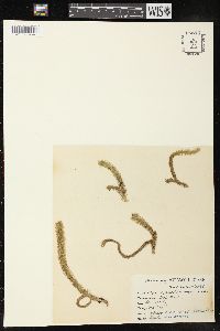 Lycopodiella alopecuroides image