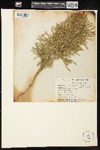 Dendrolycopodium dendroideum image