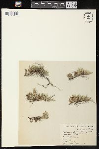 Selaginella rupestris image