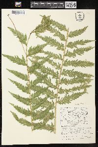 Selaginella arthritica image