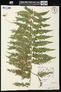 Selaginella arthritica image