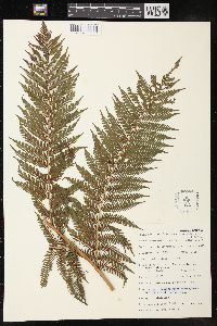 Cyathea dregei image