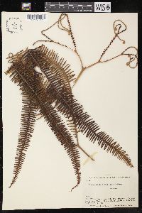 Sticherus bifidus image
