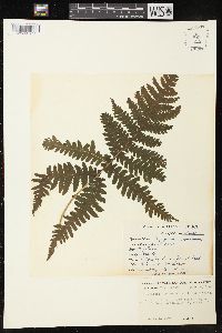 Phegopteris polypodioides image