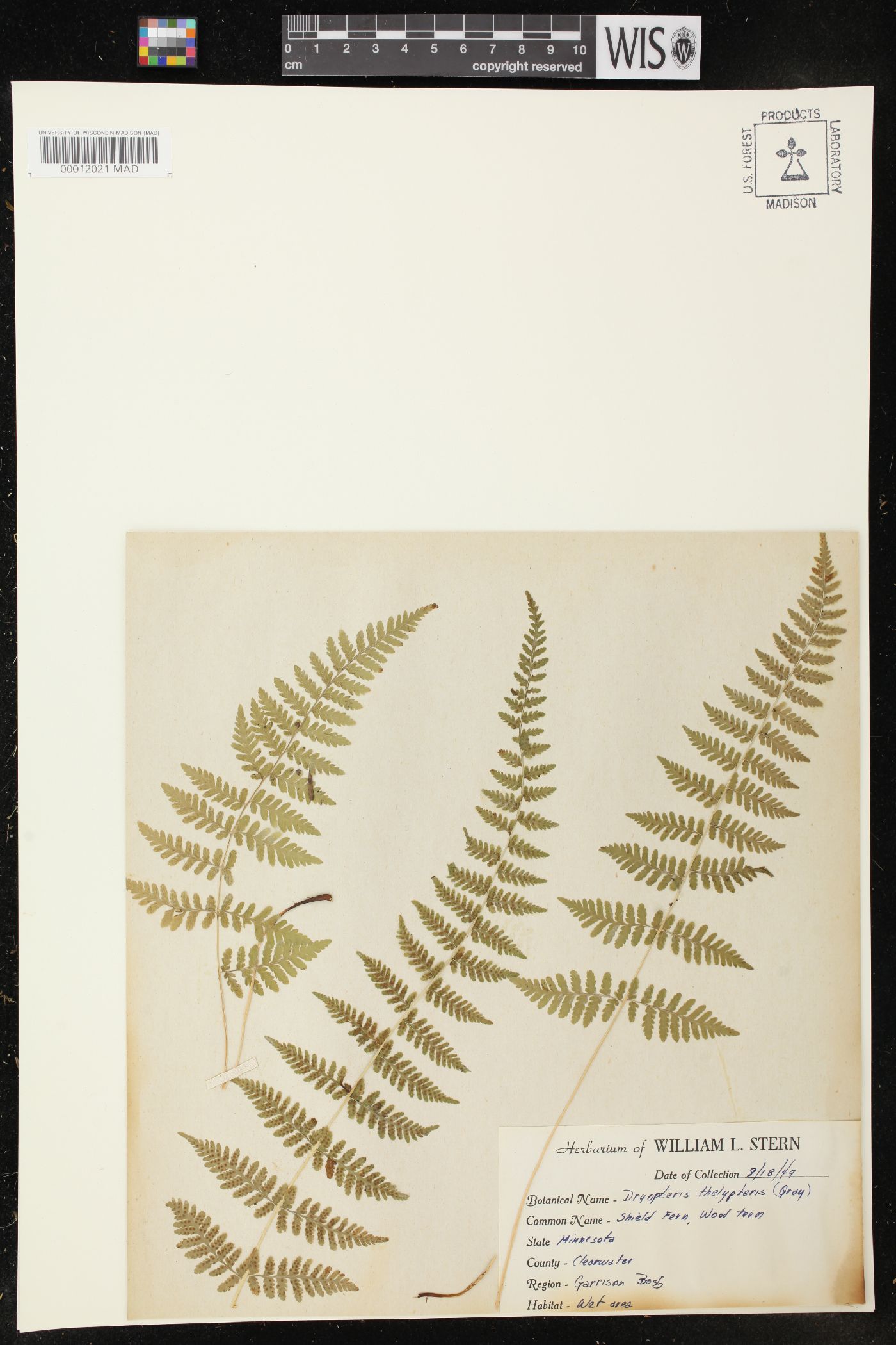 Dryopteris thelypteris image