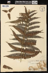 Steiropteris leprieurii image