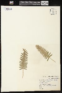 Polypodium vulgare image