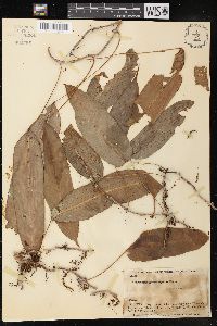 Polypodium levigatum image