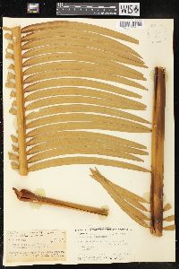 Cycas seemannii image