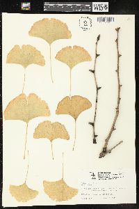 Ginkgo biloba image