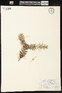 Taxus brevifolia image