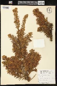 Taxus cuspidata image