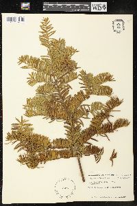 Taxus cuspidata image