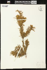 Taxus cuspidata image