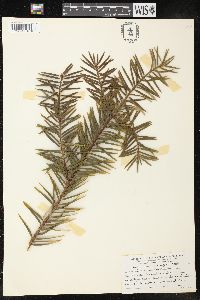 Torreya californica image