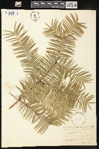 Torreya californica image