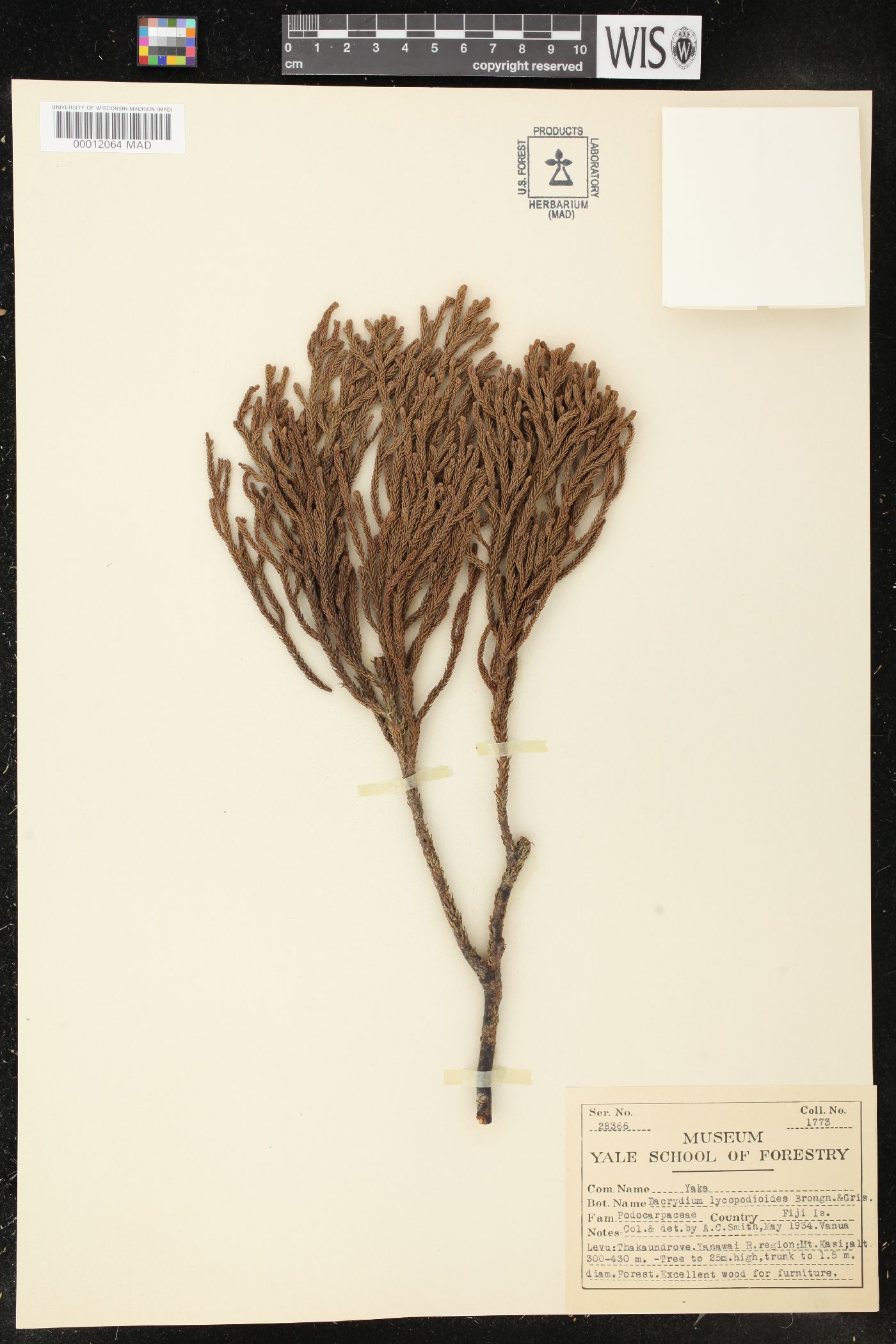 Dacrydium lycopodioides image