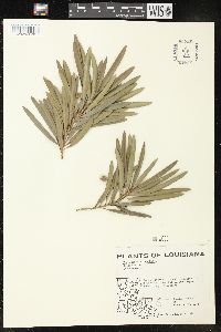 Podocarpus macrophylla image