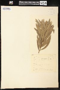 Podocarpus neriifolius image