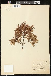 Podocarpus sellowii image