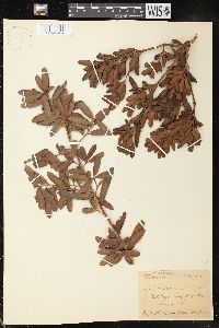 Podocarpus costalis image