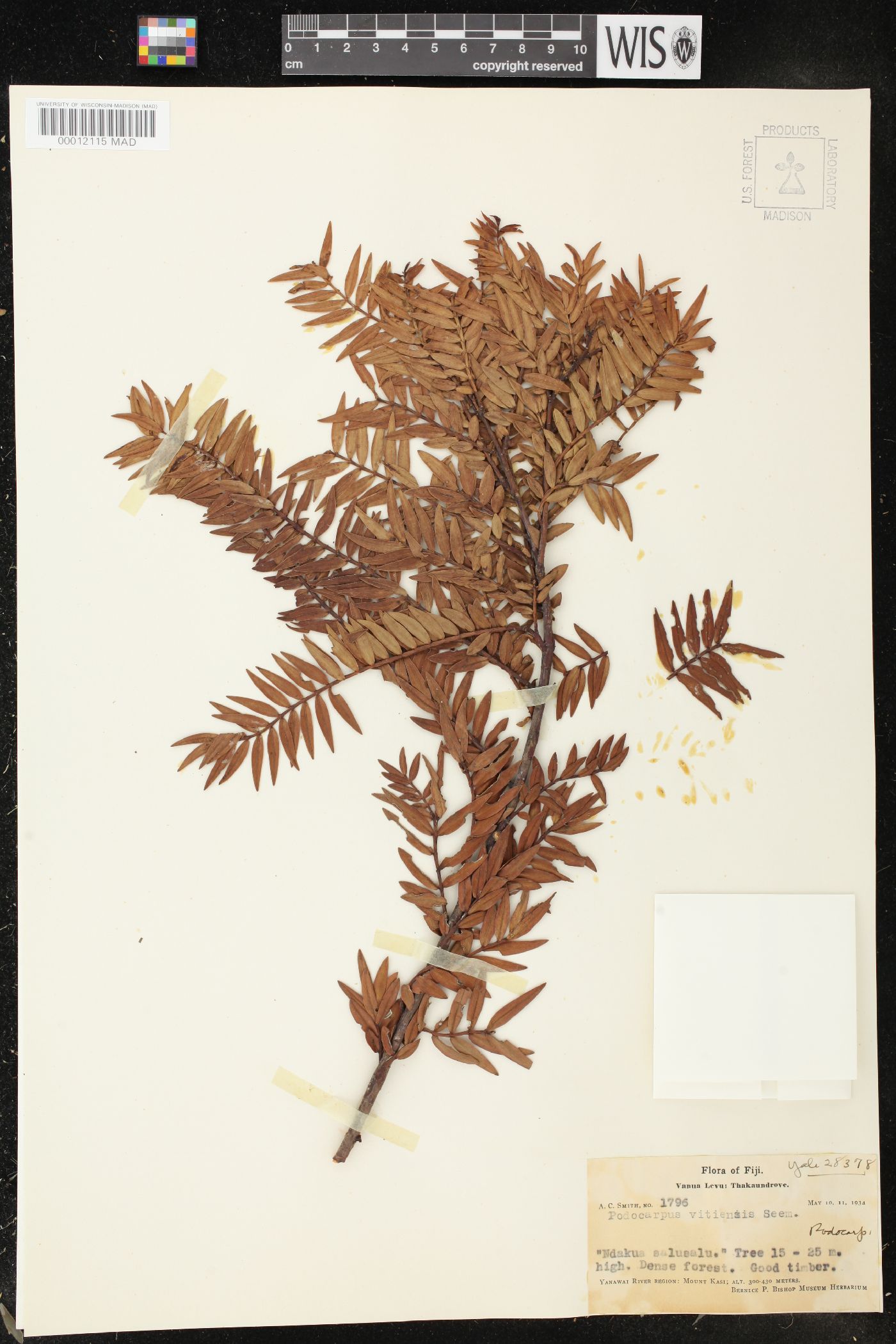 Retrophyllum vitiense image