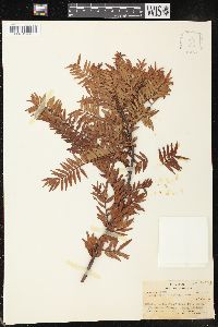 Retrophyllum vitiense image