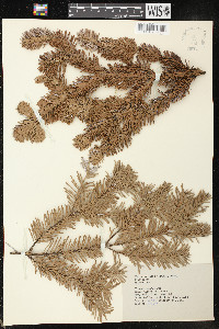 Abies amabilis image