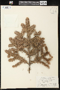 Abies balsamea image