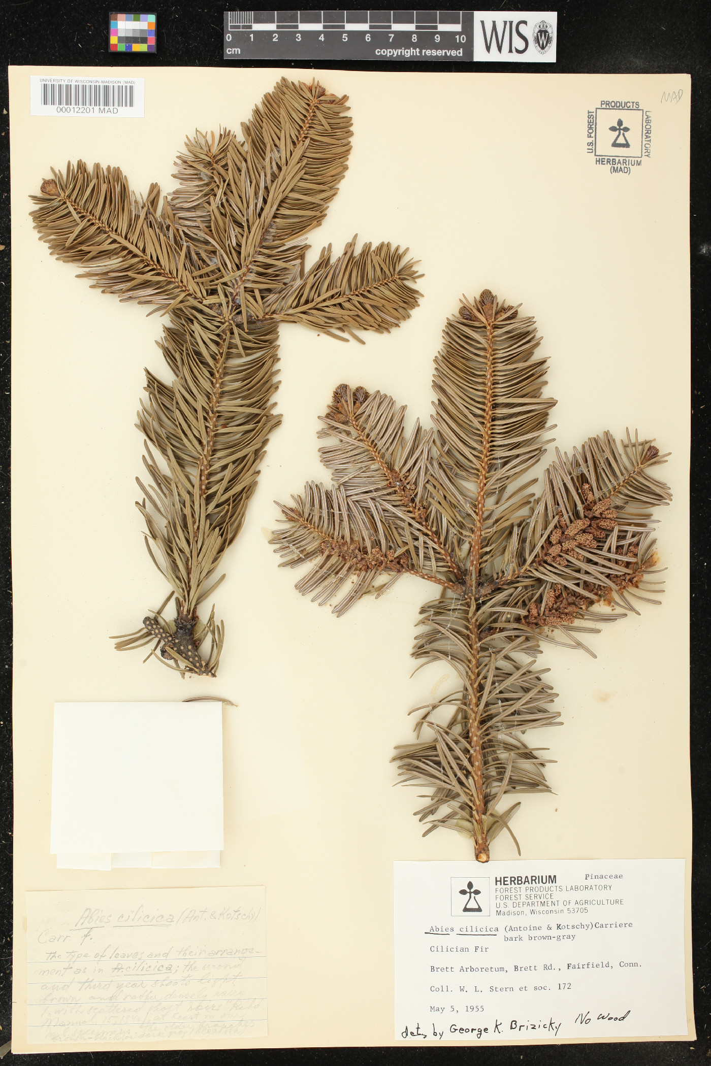 Abies cilicica image