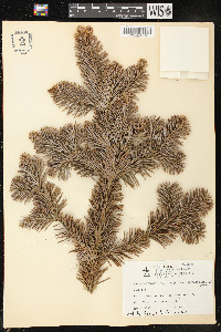 Abies lasiocarpa image