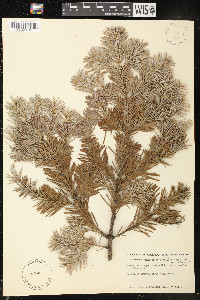 Abies lasiocarpa image