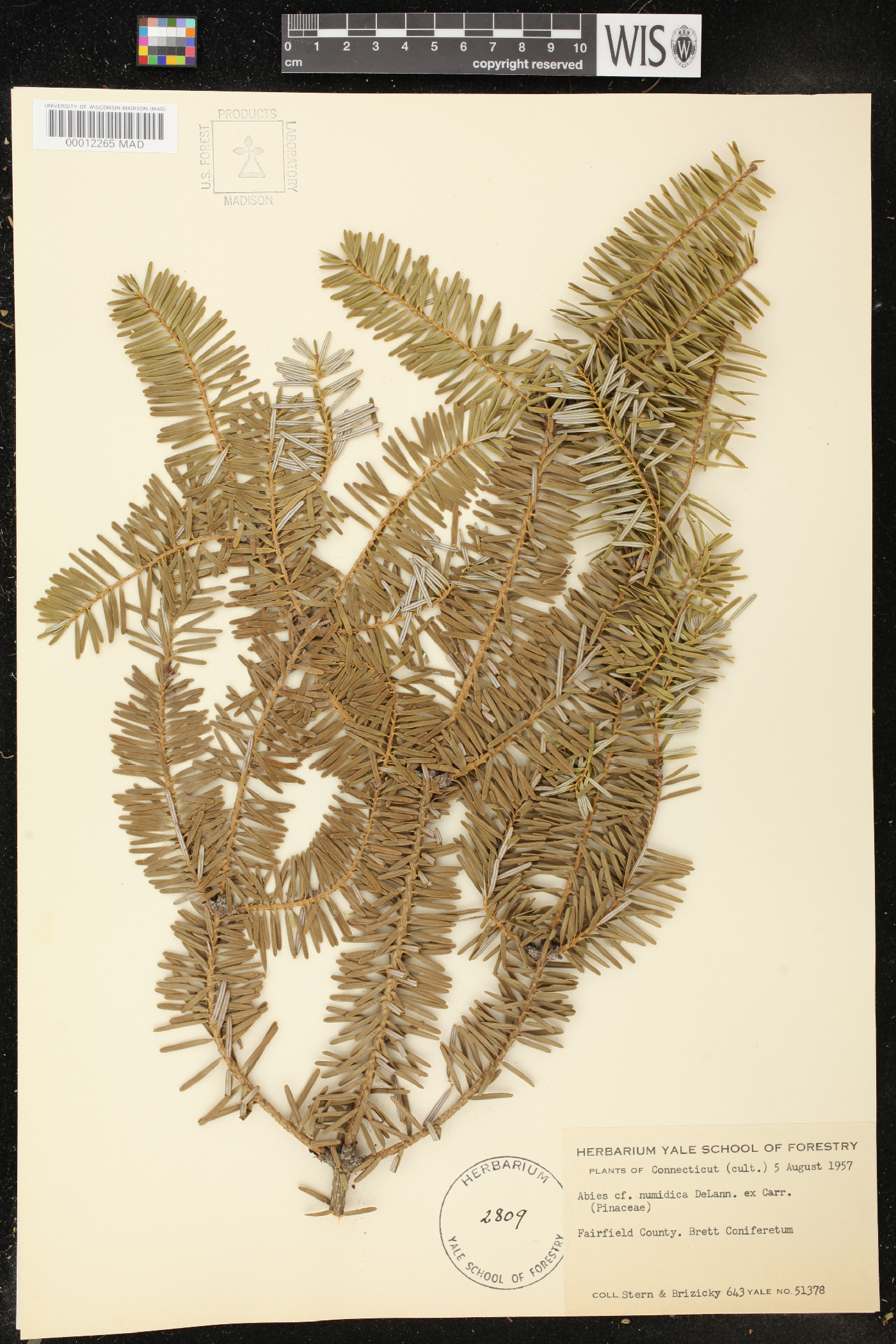 Abies numidica image