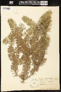 Abies numidica image