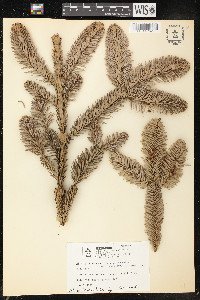 Abies procera image