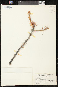 Larix lyallii image