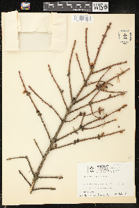 Picea asperata image