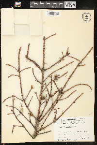 Picea asperata image