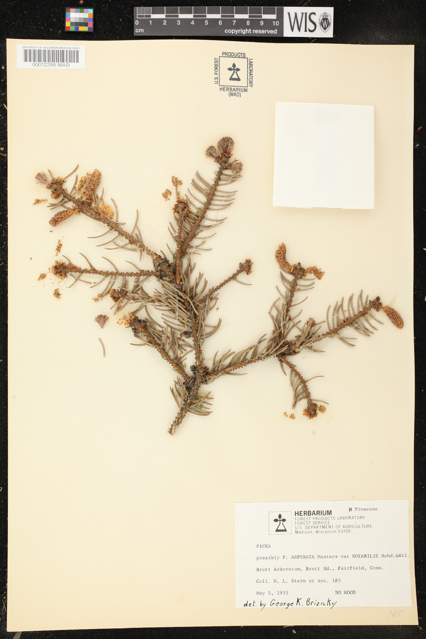 Picea asperata var. notabilis image