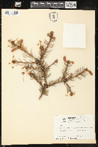 Picea asperata image