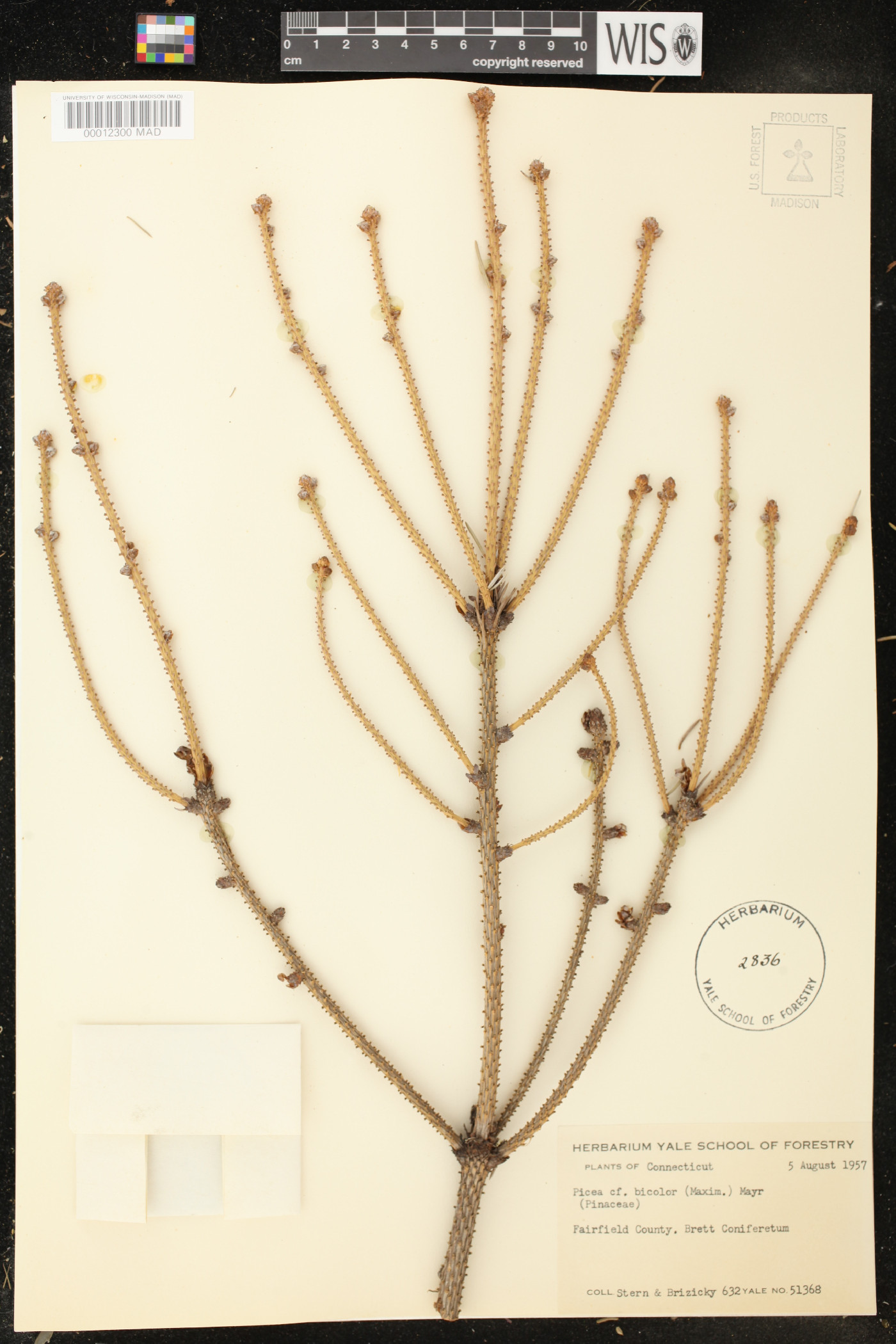 Picea alcoquiana image