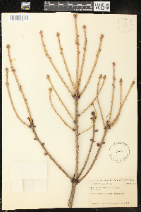 Picea alcoquiana image