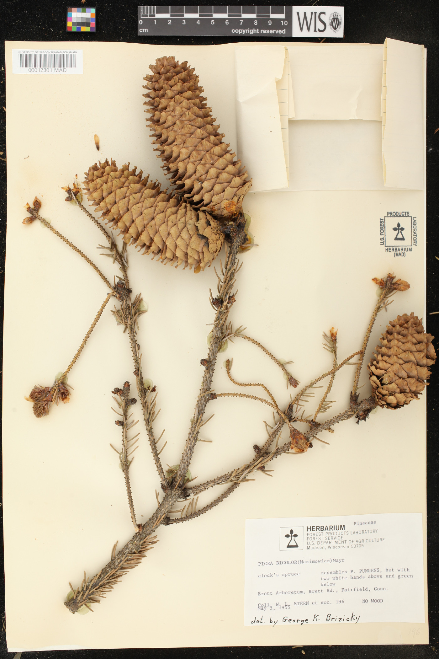 Picea alcoquiana image