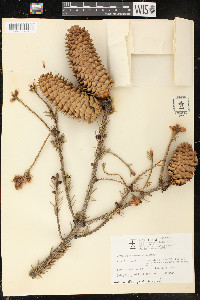 Picea alcoquiana image