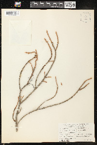 Picea breweriana image