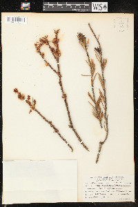 Picea breweriana image