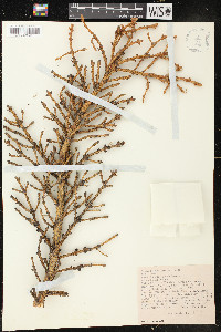 Picea glauca image