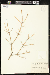 Picea glauca image