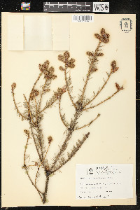 Picea likiangensis image