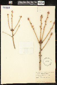 Picea likiangensis image